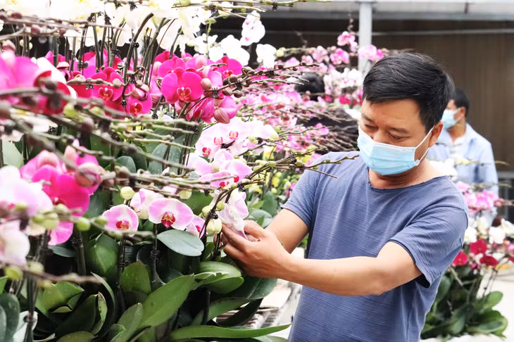 HTX hoa Phước Long (phường Hoành Bồ, TP Hạ Long) trồng hơn 6.000 gốc hoa lan các loại phục vụ nhu cầu thị trường dịp Tết Nguyên đán Nhâm Dần 2022.