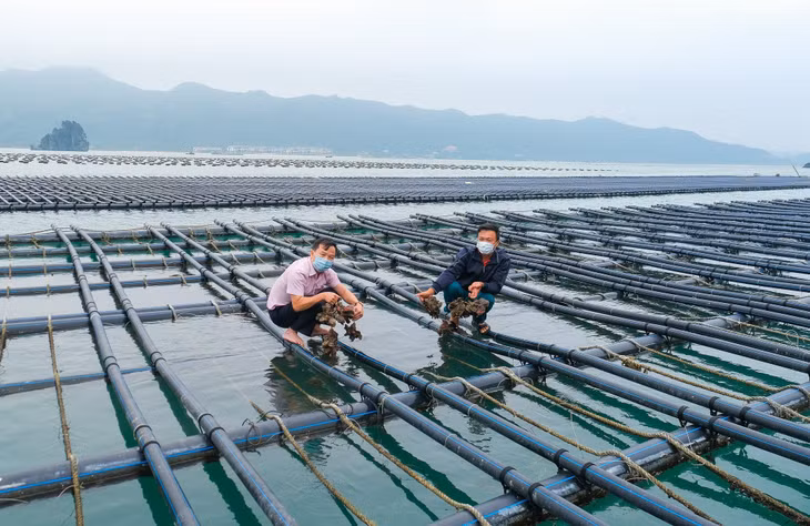 Cán bộ ngân hàng chính sách xã hội huyện Vân Đồn khảo sát nhu cầu vay vốn giải quyết việc làm của người dân xã đảo Thắng Lợi.