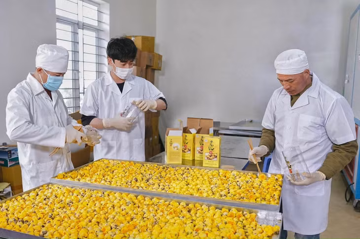 Trà hoa vàng Quy Hoa áp dụng công nghệ sấy đông lạnh thăng hoa, giữ được tối đa tinh chất và vẻ đẹp tự nhiên của hoa.
