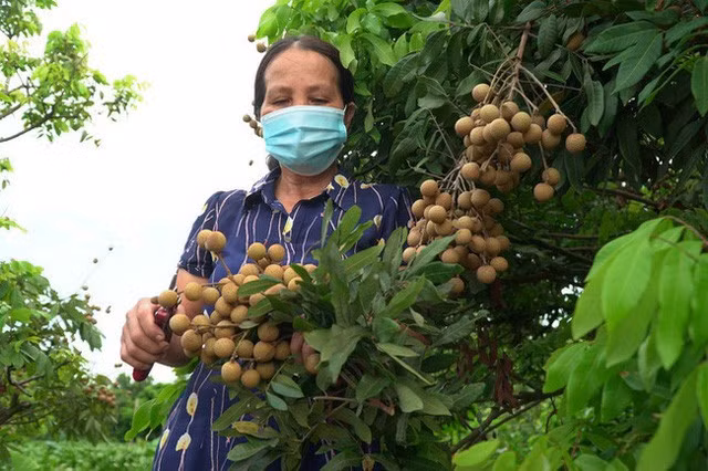 Lên phương án chi tiết đưa nông sản phía Nam ra Bắc - Ảnh 1.