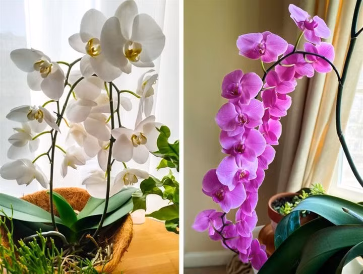 9 loại cây nên đặt trong phòng để ngủ ngon hơn ảnh 3