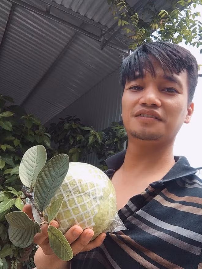 Mùa thu hoạch ổi, anh vẫn giúp bố mẹ gom ổi bán cho khách (Ảnh: FBNV).