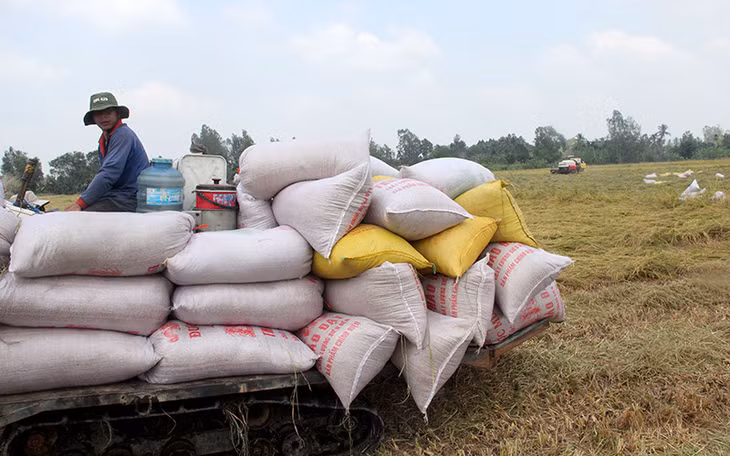 Giá phân bón tăng cao làm ảnh hưởng lớn đến thu nhập của nhà nông.