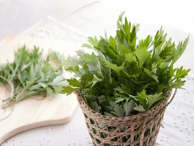 Phụ nữ thường xuyên đau bụng kinh cũng có thể ngâm chân nước đun lá ngải cứu