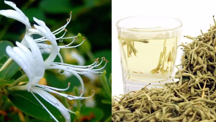 Kim ngân thanh nhiệt giải độc, chữa Ôn dịch và COVID-19, phát sốt, ho, đau họng,…