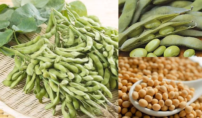 Đậu tương tăng cường sức khỏe và điều trị bệnh.