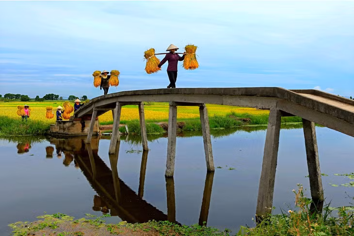 Lúa về. Ảnh: Dương Văn Toàn