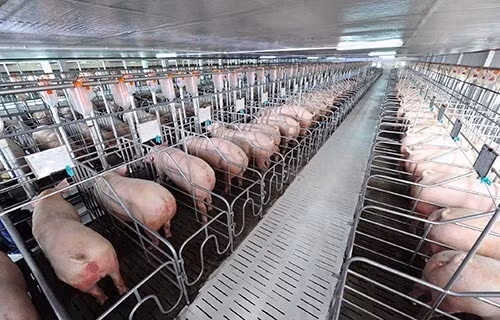 Doanh nghiệp chăn nuôi có kết quả kinh doanh khá tốt trong 2021 và đầu 2021. (Ảnh minh hoạ)