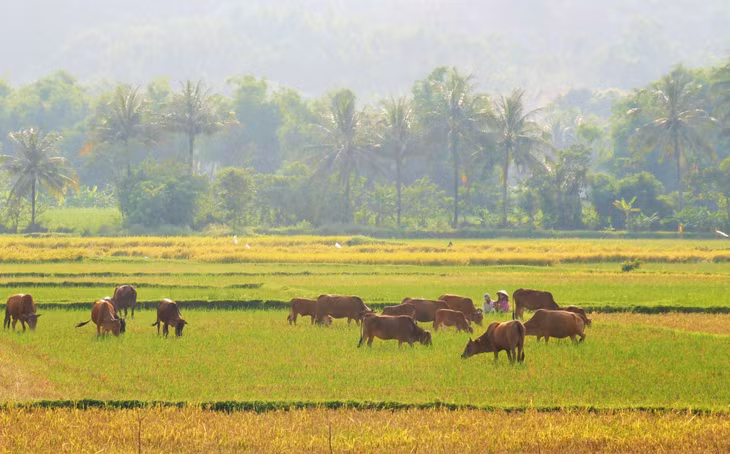 Hai người chận bò (chăn bò) thư thả ngồi canh đàn bò nhẩn nhơ gặm chân rạ sau mùa cắt lúa ở TT.Chí Thạnh, H.Tuy An. Đường QL1 từ Quy Nhơn đi Tuy Hòa qua khu vực này, hai bên là cánh đồng, mùa lúa chín vàng ruộm, nhộn nhịp cảnh thu hoạch, đông đúc những đàn gia súc
