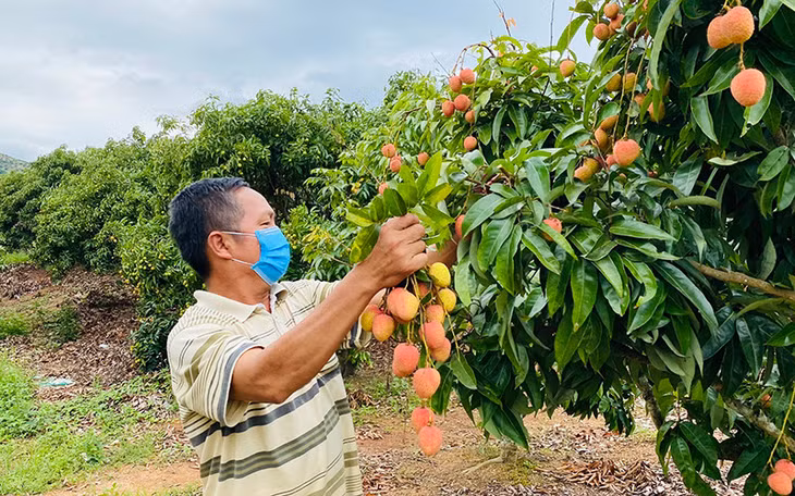 Người dân Bắc Giang thu hoạch vải thiều.