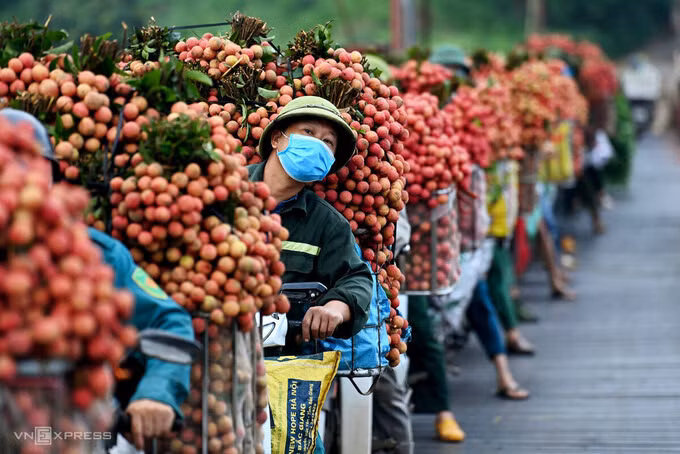 Nông dân Bắc Giang xếp hàng chờ đi cân vải thiều, tháng 6/2021. Ảnh: Giang Huy