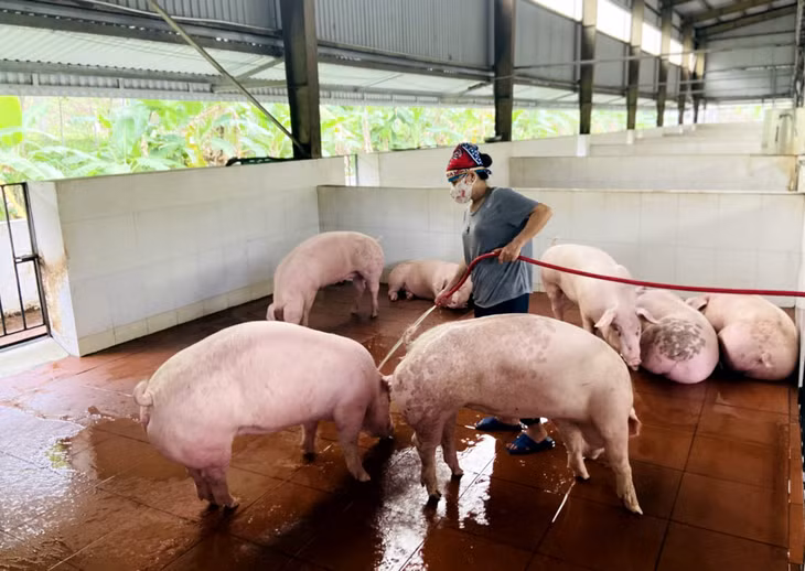 Việc nuôi lợn tại các cơ sở tập trung sẽ góp phần giảm ô nhiễm môi trường.