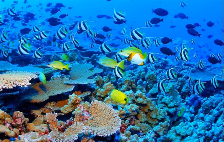 Các rạn san hô ngầm trải dài từ vùng biển phía đông của đảo Andros, Bahamas nổi tiếng với hơn 160 loài cá và san hô sinh sống tại phía tây Đại Tây Dương. Nó có diện tích khoảng 6.000 km2 và đã bị hao mòn đáng kể do tác hại của môi trường xung quanh.