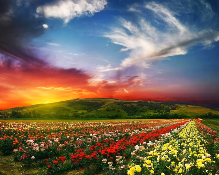 Thung lũng hoa hồng Bulgaria