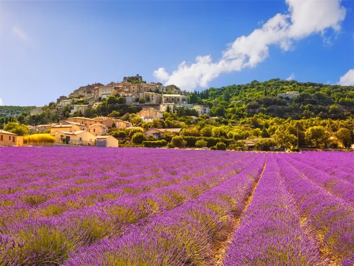 Cánh đồng hoa oải hương ở Provence, Pháp