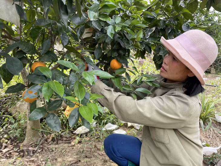 Nguồn vốn tín dụng chính sách đã giúp cho các hộ dân xã Vạn Yên (huyện Vân Đồn) phát triển mô hình cam V2.