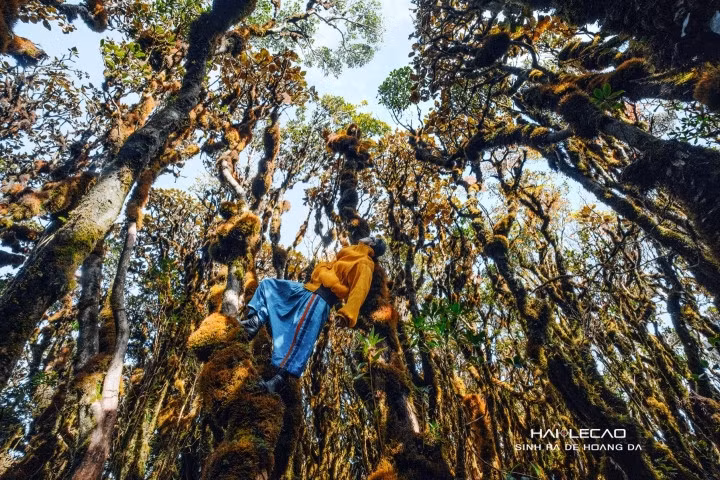 (Ảnh: Hai Le Cao)