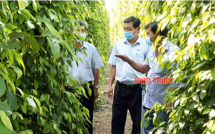 Anh Phương Thành Trận (phải) giới thiệu quy trình chăm sóc hồ tiêu theo hướng hữu cơ