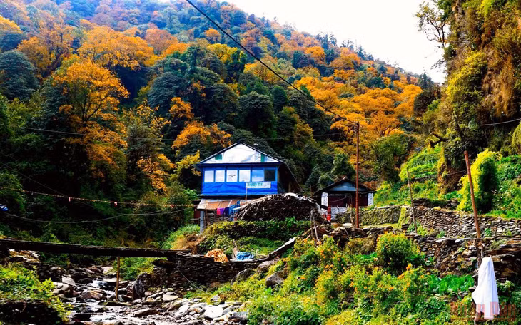 Một “tea house” (quán ăn nhỏ kiêm nhà nghỉ) ở Deurali (3.180 mét) đẹp như tranh: nằm bên “rừng phong thu đã nhuộm màu quan san”, kề dòng suối nhỏ, những ô cửa nhỏ màu xanh, lối đi bằng đá xếp xen kẽ với hoa hồng, hoa dại