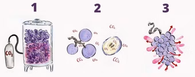 Quá trình lên men của rượu Beaujolais. Ảnh: Somm TV