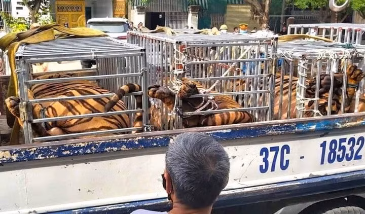 Lực lượng chức năng phải sử dụng xe tải chở đàn hổ đi khỏi hiện trường