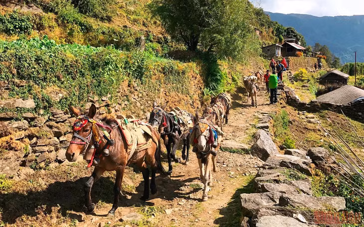 Lừa, ngựa rất phổ biến ở Nepal. Chúng đóng vai trò quan trọng trong việc vận chuyển hàng hóa, lương thực lên những đỉnh núi cao hay những khu dân cư xa xôi, hiểm trở bậc nhất hành tinh. Được đeo chuông và trang trí bởi những miếng vải thêu sặc sỡ, mỗi khi đàn gia súc di chuyển tạo nên âm thanh vui tai và cảnh tượng đẹp mắt.
