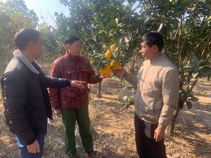 Mô hình trồng bưởi Diễn của gia đình ông Chìu Quay Dẩu (đứng giữa), thôn Đồng Và, xã Yên Than, huyện Tiên Yên, cho thu nhập cao. Ảnh: Nguyễn Duy