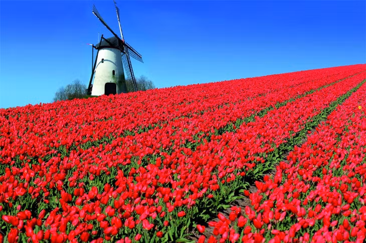 Cánh đồng hoa tulip, Hà Lan