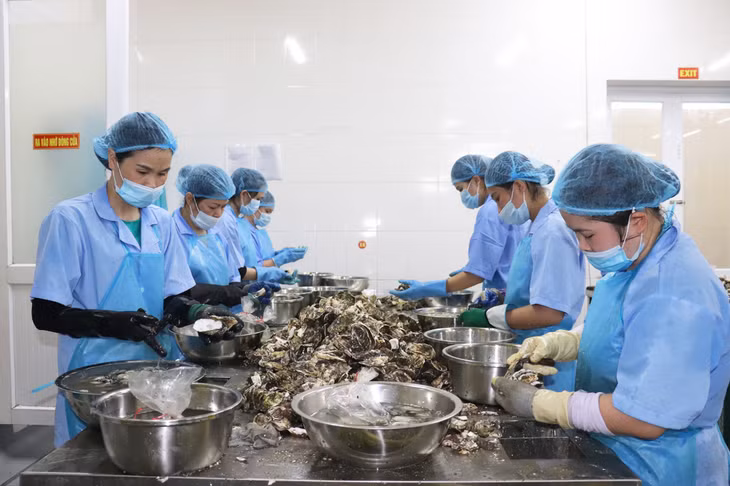 Chế biến hàu tại Công ty TNHH sản xuất và Thương Mại Thủy sản Quảng Ninh.