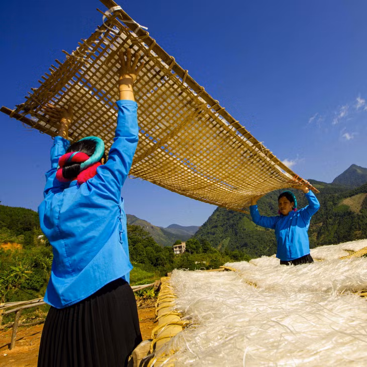  Phơi miến sợi.