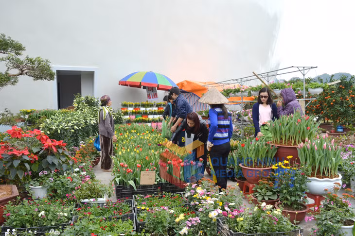 Người dân thăm quan mua sắm tại Hội chợ OCOP Quảng Ninh và Hội hoa Xuân - Trưng bày sinh vật cảnh Xuân Đinh Dậu 2017 (1-2017). Ảnh: Vạn Thảo