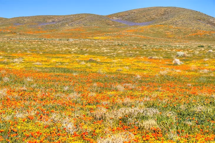 Thung lũng sa mạc Mojave, California