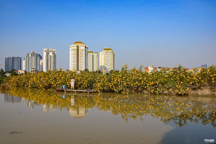 Anh Dương Văn Đạt, sinh năm 1988, chủ vườn hoa dã quỳ chia sẻ: Thay vì trồng sen như mọi năm, anh quyết định trồng một vườn dã quỳ để du khách có thể đến chụp ảnh ngay giữa Hà Nội. Vừa tạo nên một khu vực độc lạ và cũng là sự lựa chọn của nhiều người yêu thích loài hoa này vì nhiều lý do họ không thể lặn lội gần 100 cây số lên Ba Vì.