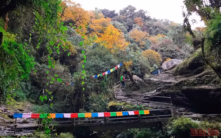 Đoạn đường từ Ghorepani đi Tadapani đa phần nằm trong rừng, giữa mùa thu nên lá phong ngả vàng, cam, đỏ dần theo bước chân du khách. Những dải lungta - phong mã (cờ nguyện ngũ sắc đặc trưng của văn hóa Tây Tạng) giăng phấp phới khắp nơi.