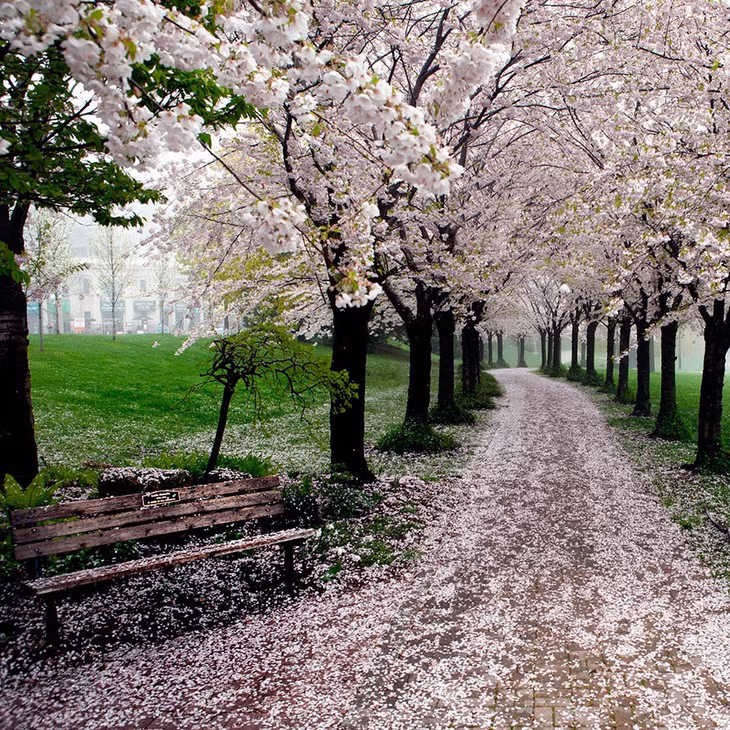 Đường hoa anh đào nở rộ ở Canada.
