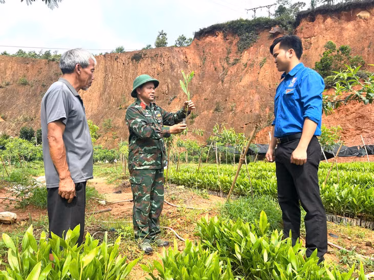 Cán bộ Lâm trường 42, Đoàn KT-QP 327 hướng dẫn ông Bùi Văn Thoạn chăm sóc cây keo giống. (Ảnh đơn vị cung cấp).