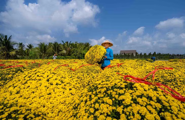 Được mệnh danh là “thủ phủ hoa kiểng” của miền Tây, Chợ Lách tận dụng lợi thế đất đai màu mỡ ven sông Tiền để tạo nên những vùng chuyên canh rộng hàng chục hecta.