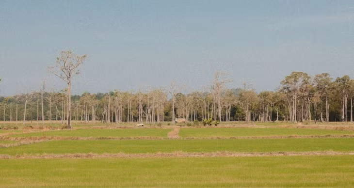 Xuất phát từ trung tâm VQG, hướng tay phải dẫn về bìa rừng giáp cánh đồng Tà Lai, nơi có nhiều đoạn rừng thưa, trảng cỏ, cây bụi và khu bảo tồn gấu.