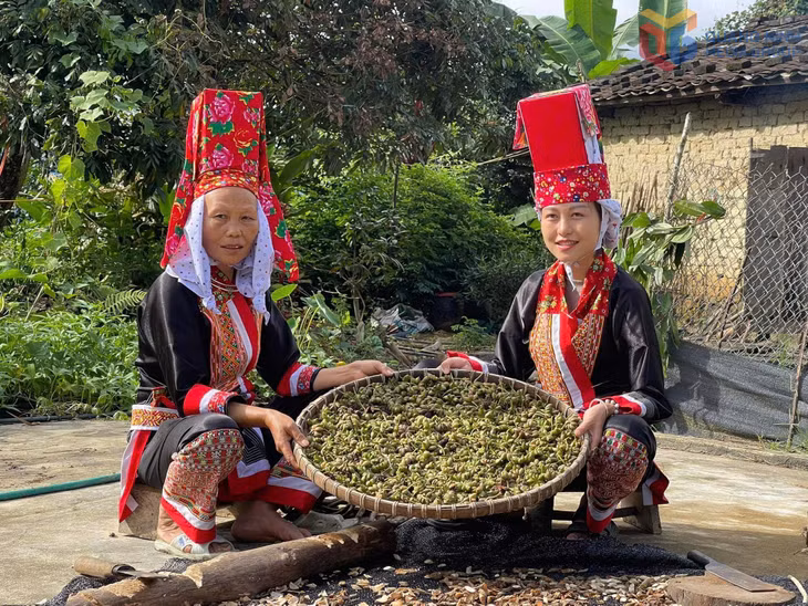 Người Dao ở Quảng Ninh có nhiều bài thuốc dân gian quý giá.
