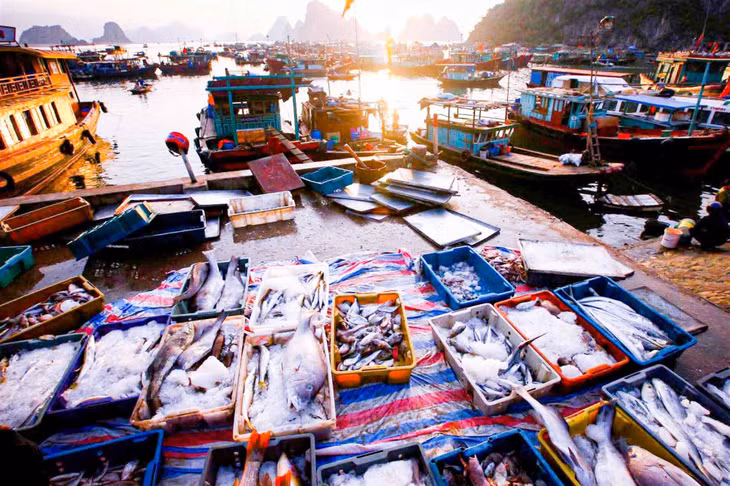 Những mẻ cá tươi được đưa lên bến, minh chứng cho sự cần cù, bền bỉ bám biển và khát vọng làm giàu chính đáng từ biển quê hương.