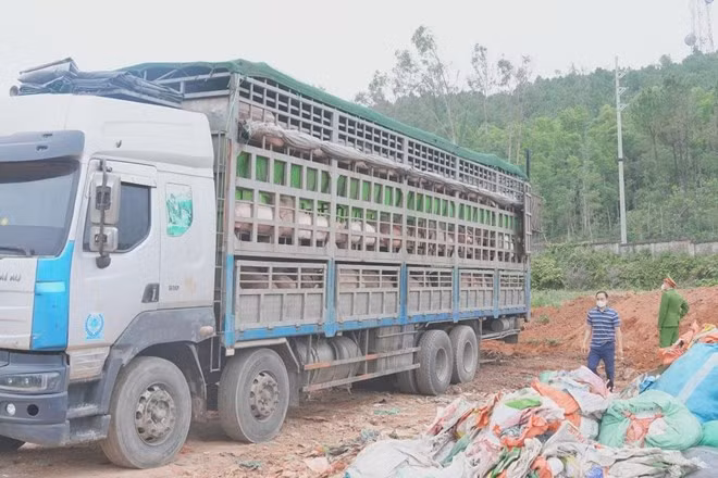 Lực lượng Công an Nghệ An ngăn chặn xe chở hơn 15 tấn lợn nhiễm dịch tả lợn châu Phi, xử lý theo quy định. Ảnh: Ngọc Anh