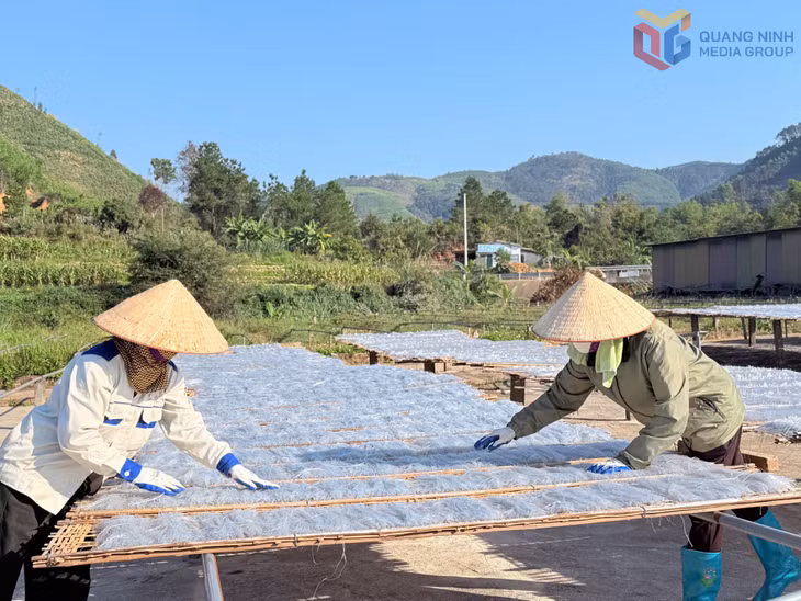 Sản xuất sản phẩm OCOP 5 sao Miến dong Bình Liêu tại Công ty CP Thương mại và Dịch vụ Bình Liêu.