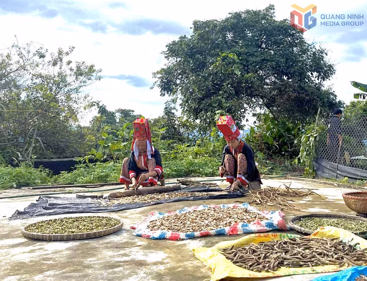 Đồng bào Dao ở xã Bình Liêu phơi cây thuốc.