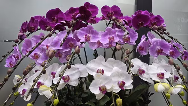 Lan hồ điệp là một trong những loại hoa đẹp, mang nhiều ý nghĩa để trưng ngày Tết. Ảnh: Tuấn Đạt
