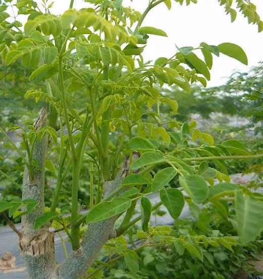Rau chùm ngây có nhiều công dụng hỗ trợ thải độc gan. Ảnh: Quang Minh.