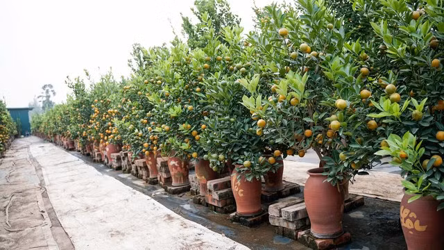 Cây quất đẹp có nhiều yếu tố về hình thái dáng cây, quả, lá, hoa...