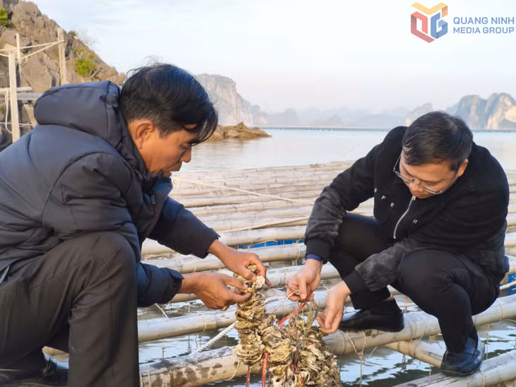 Ông Đặng Trung Hội, Giám đốc Hợp tác xã Phát triển hàu sữa Quảng Ninh kiểm tra con giống hàu sữa.