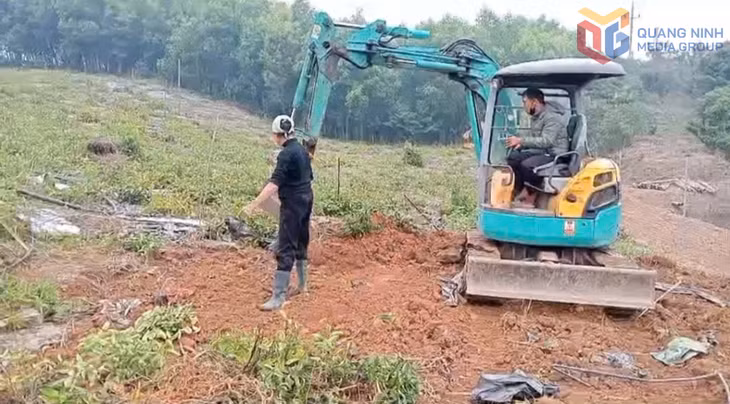 Người dân xã Kỳ Thượng thu hoạch ba kích tím.