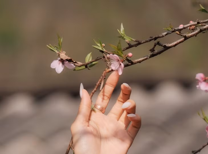 Hoa đào rừng đẹp mộc mạc khoe sắc hồng tinh khôi giữa núi rừng.