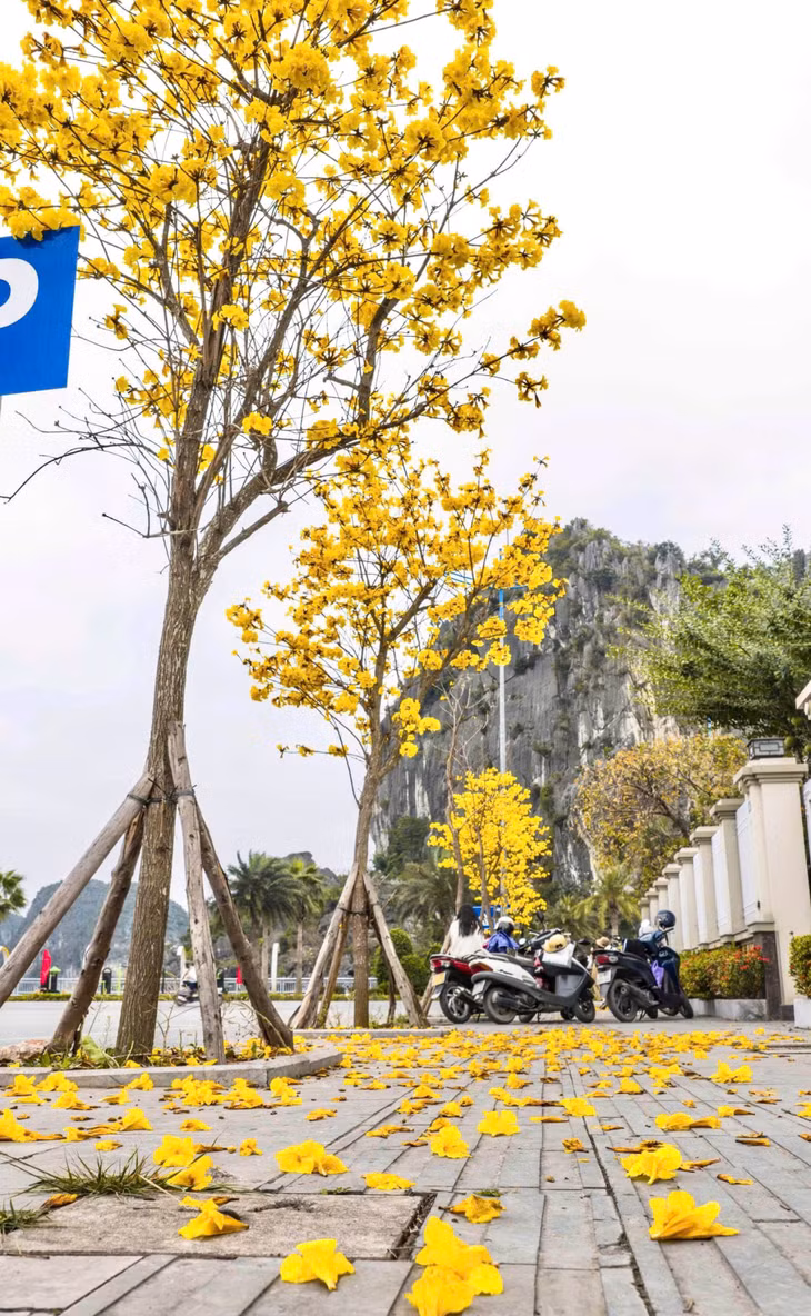 Những cánh hoa rụng xuống tạo thành thảm vàng dưới gốc cây, tạo nên khung cảnh lãng mạn như trong những bộ phim ngôn tình.